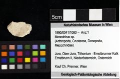 Foto (Objket + Etiketten) von Mecochirus sp. 